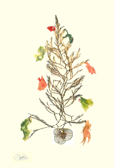 CHRISTMAS TREE